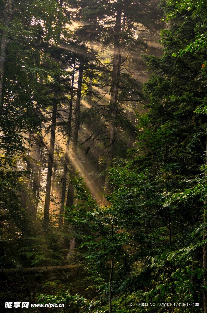 林间阳光洒落的静谧美景