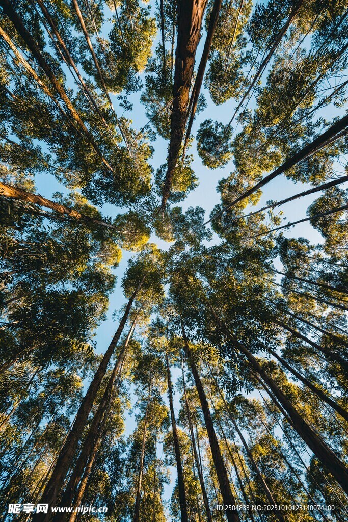 仰视秋日森林树木景观