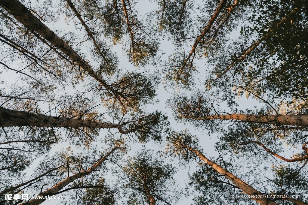 仰视冬日雪覆树林美景