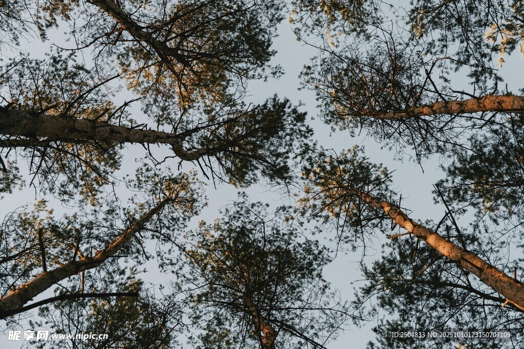 仰视冬日森林树木景观