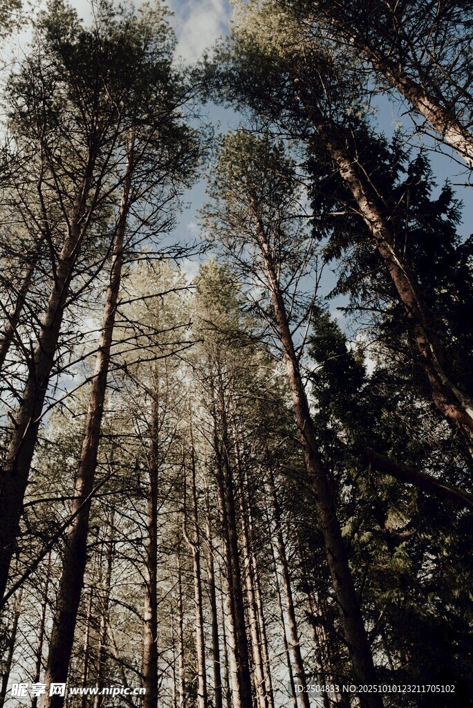森林树木仰视风景图