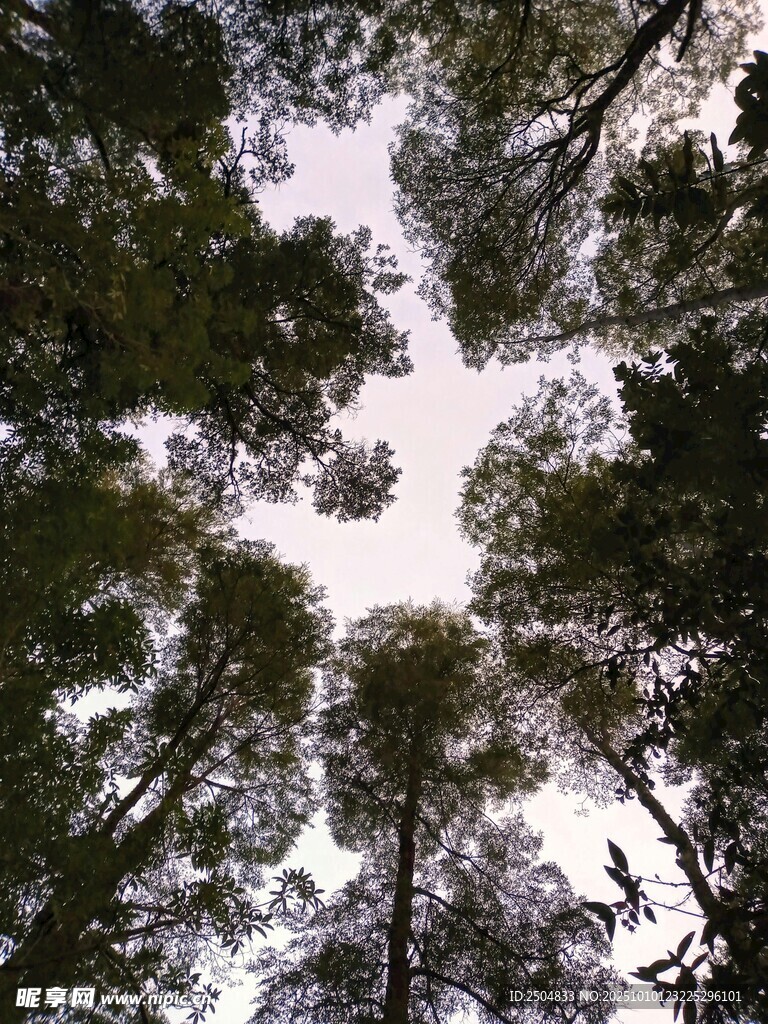 仰视森林茂密树冠