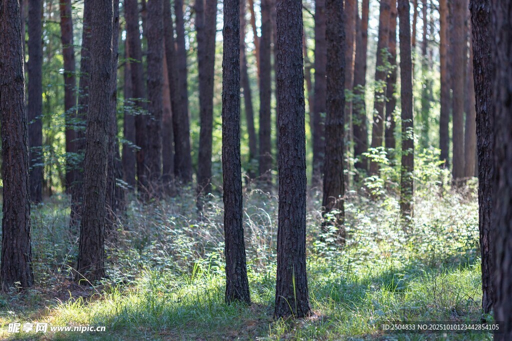 阳光洒落的静谧森林