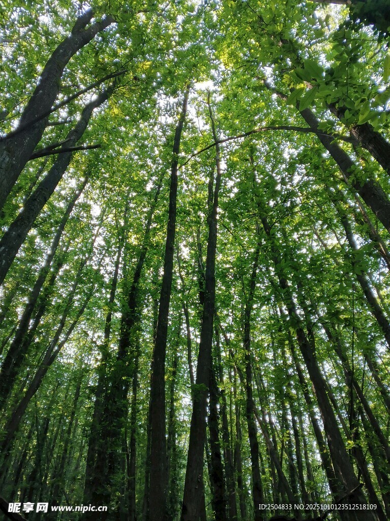 翠绿竹林仰视图