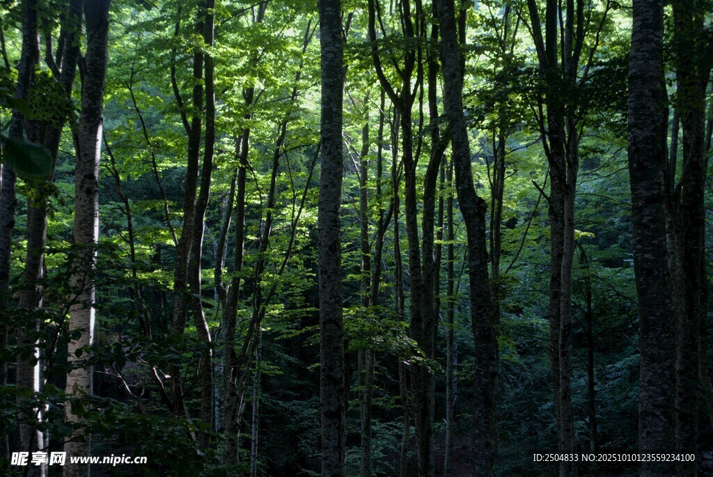 阳光洒落的静谧森林