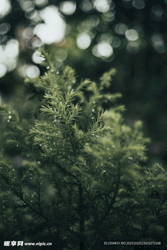 翠绿枝叶 自然清新景致