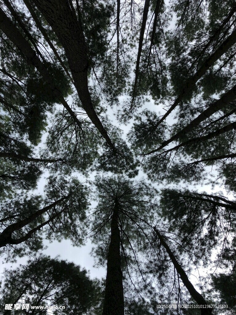 冬日森林雪景树影奇观