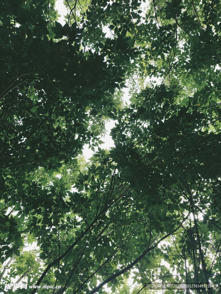 仰视茂密树林绿意盎然
