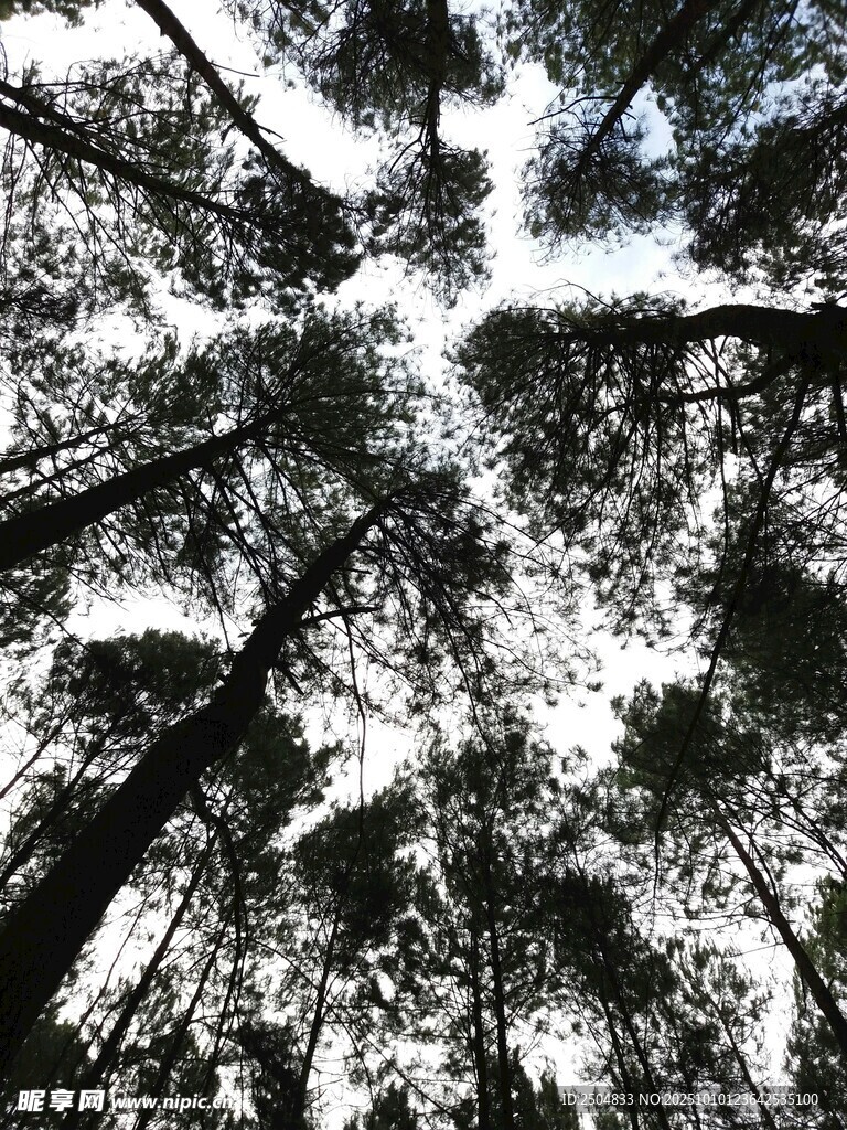 仰望森林树冠的黑白景象