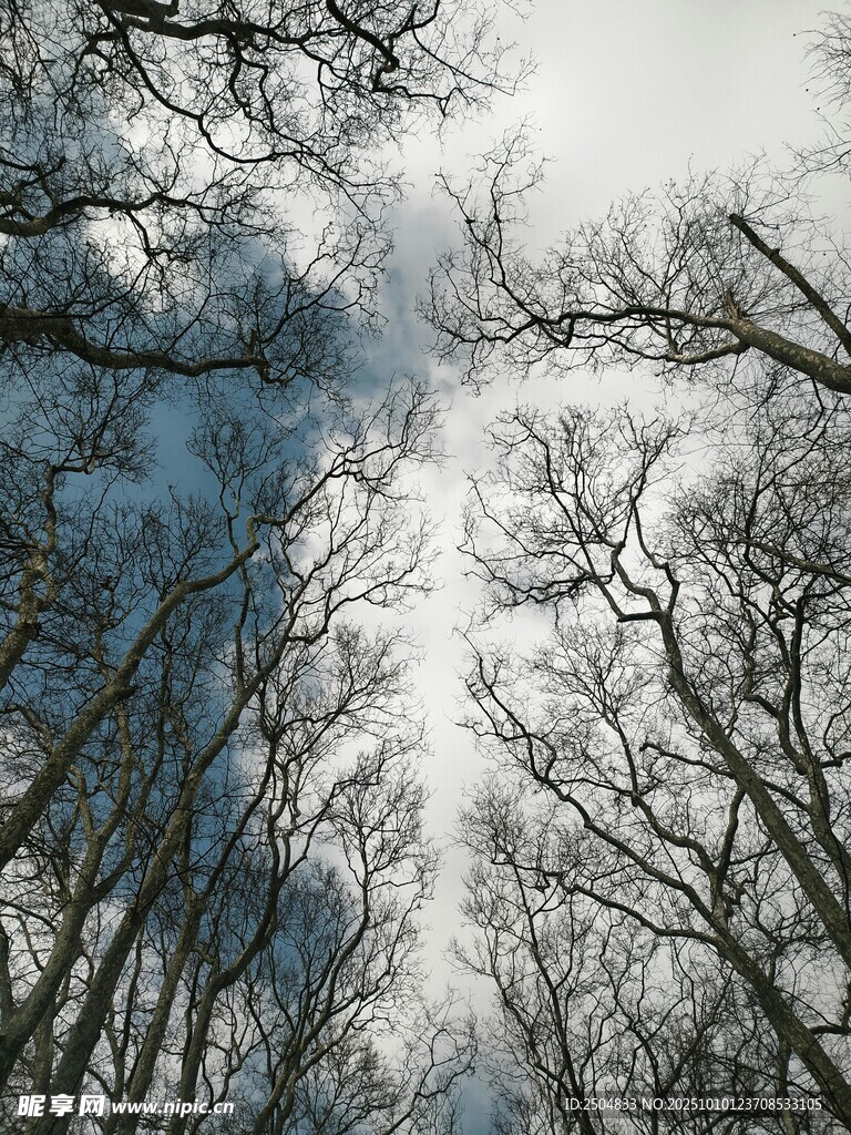 仰视冬日光秃树林景象
