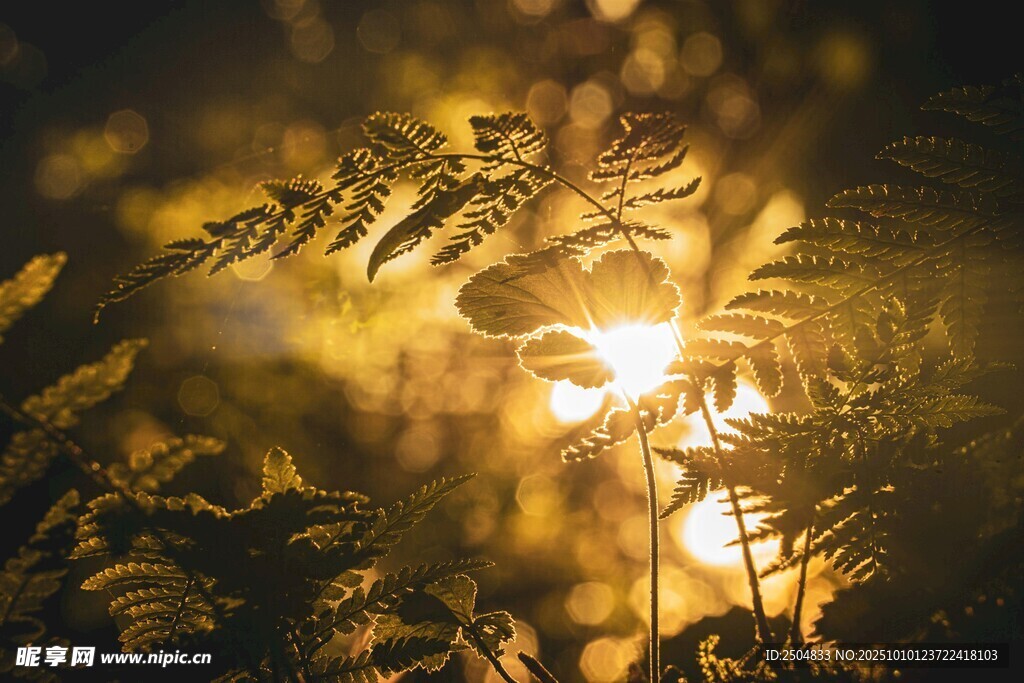 阳光透过枝叶的美丽景象