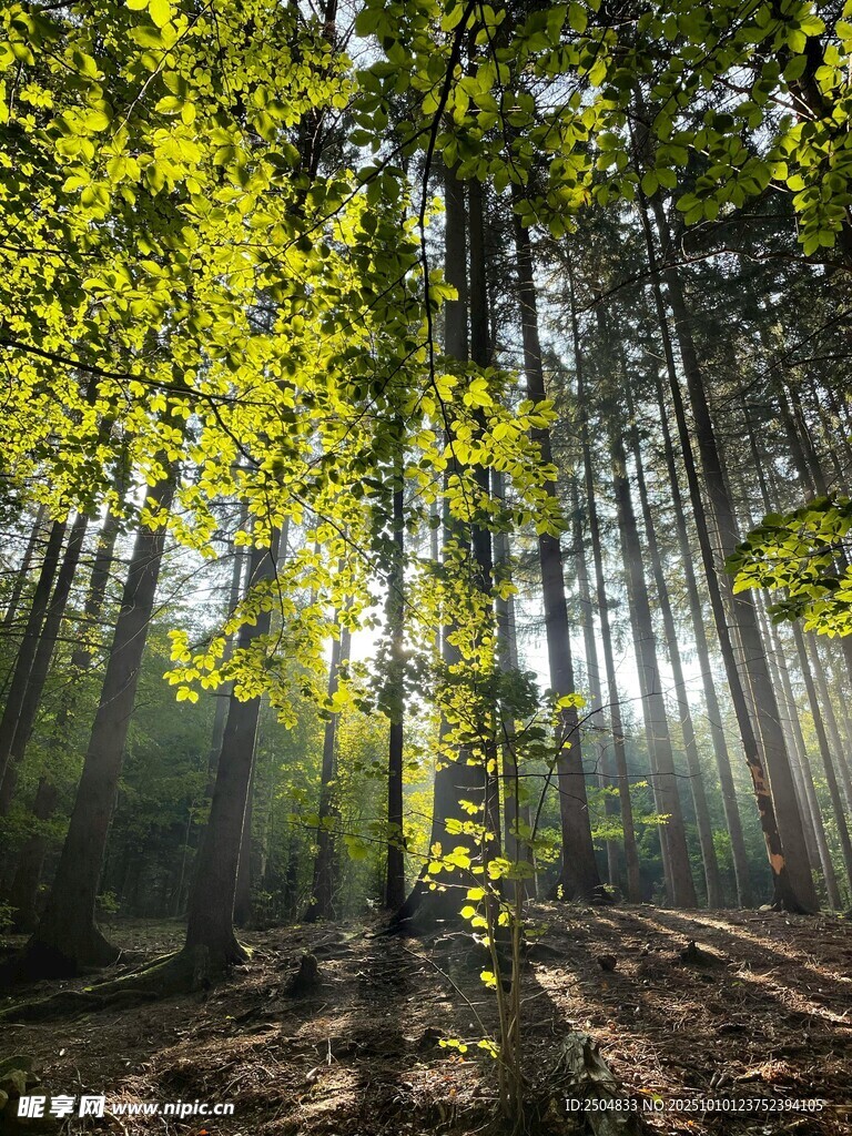 阳光洒落的静谧森林