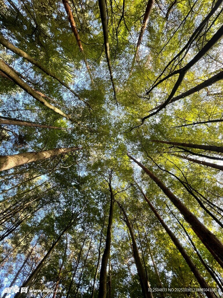 仰视茂密森林树冠美景