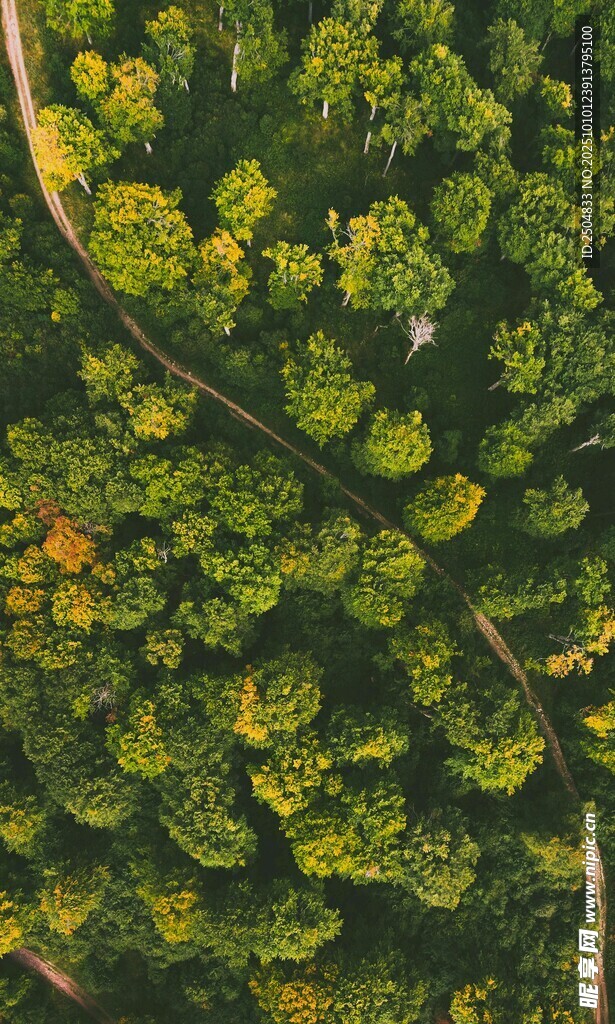 俯瞰翠绿繁茂的森林景观