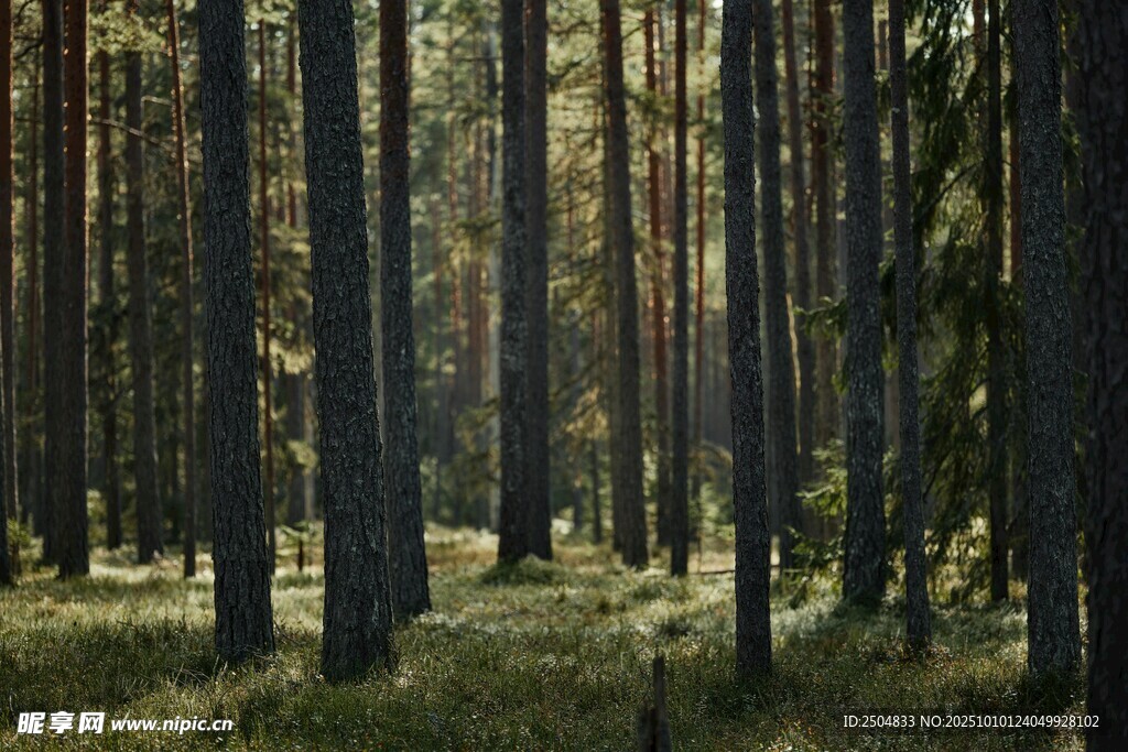 阳光洒落的静谧森林