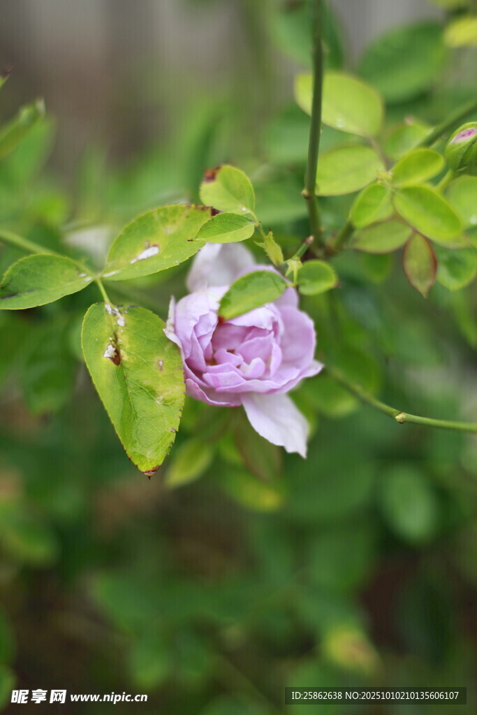 月季花