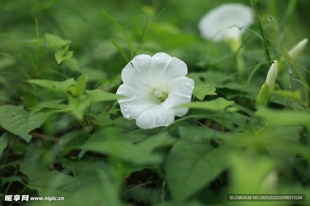 白色 牵牛花