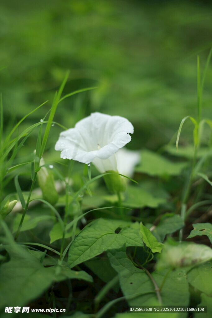 白色 牵牛花 