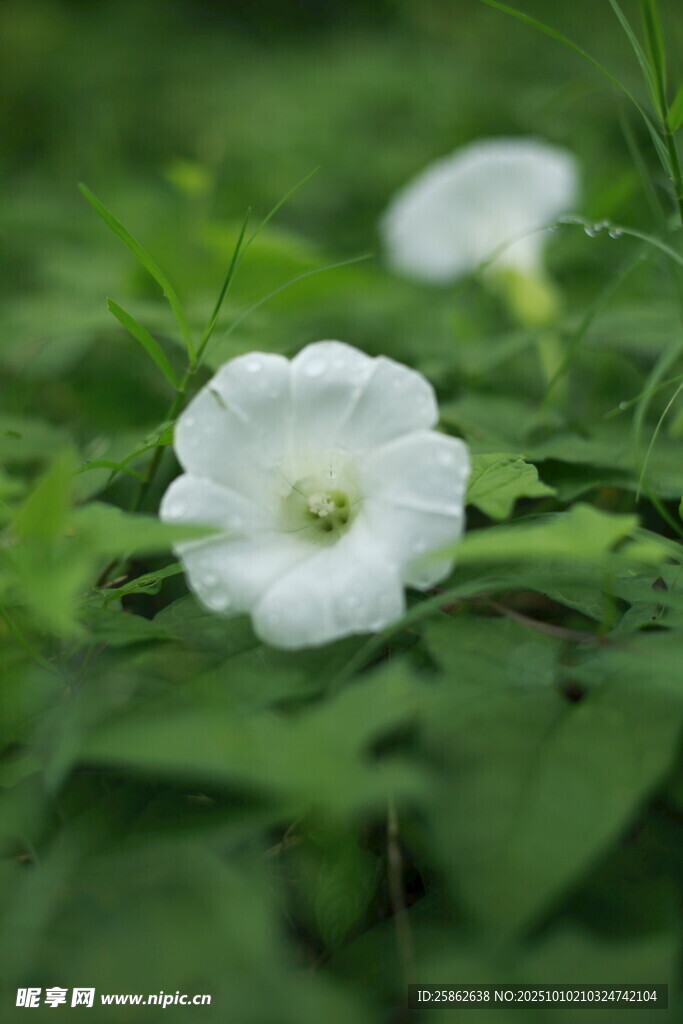 白色 牵牛花