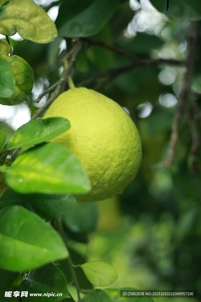 柚子
