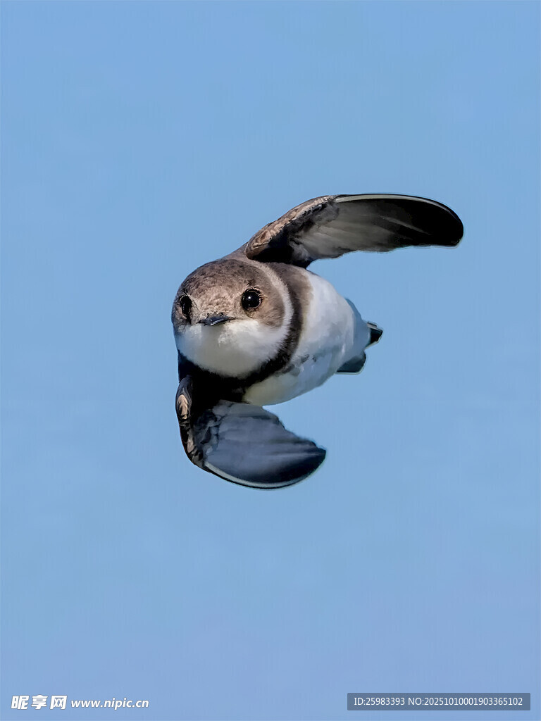 崖沙燕