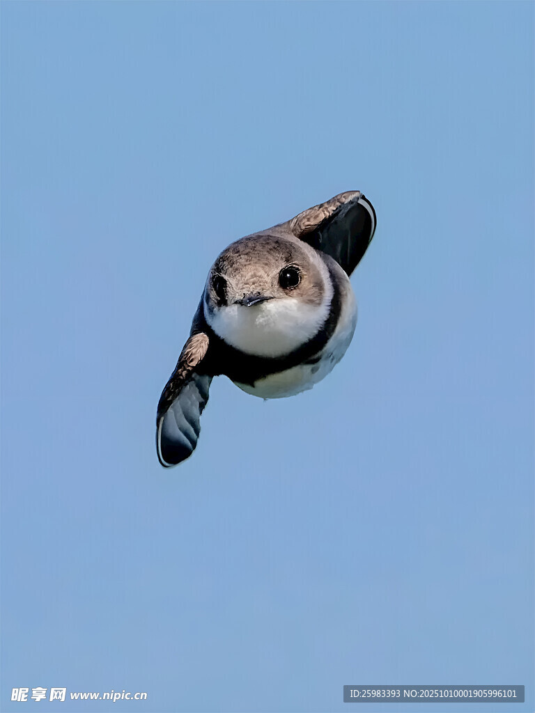 崖沙燕