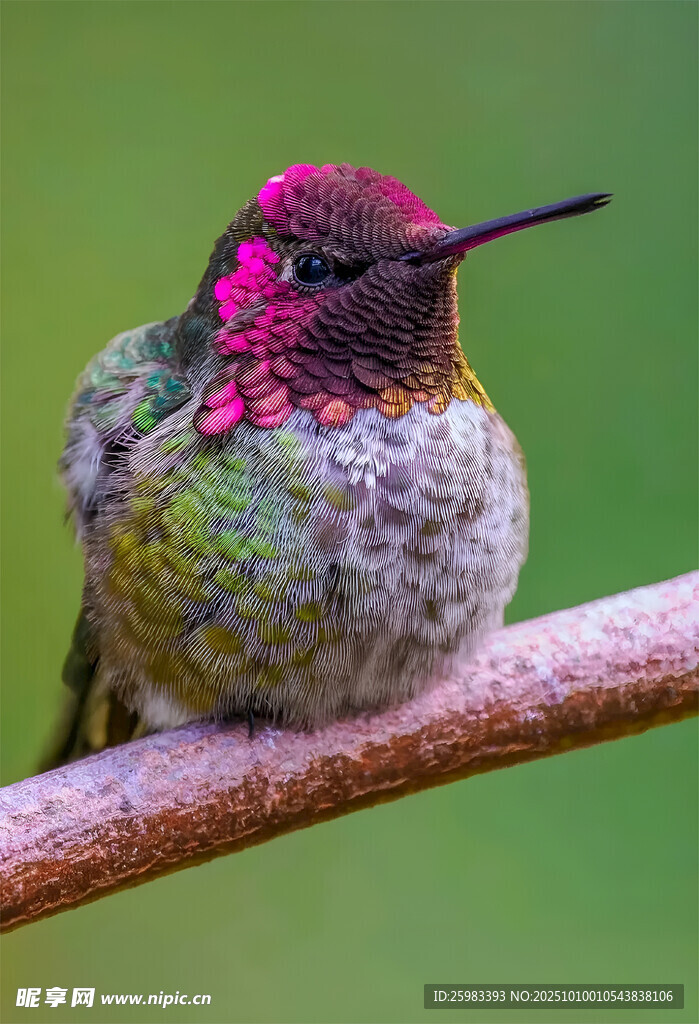 蜂鸟