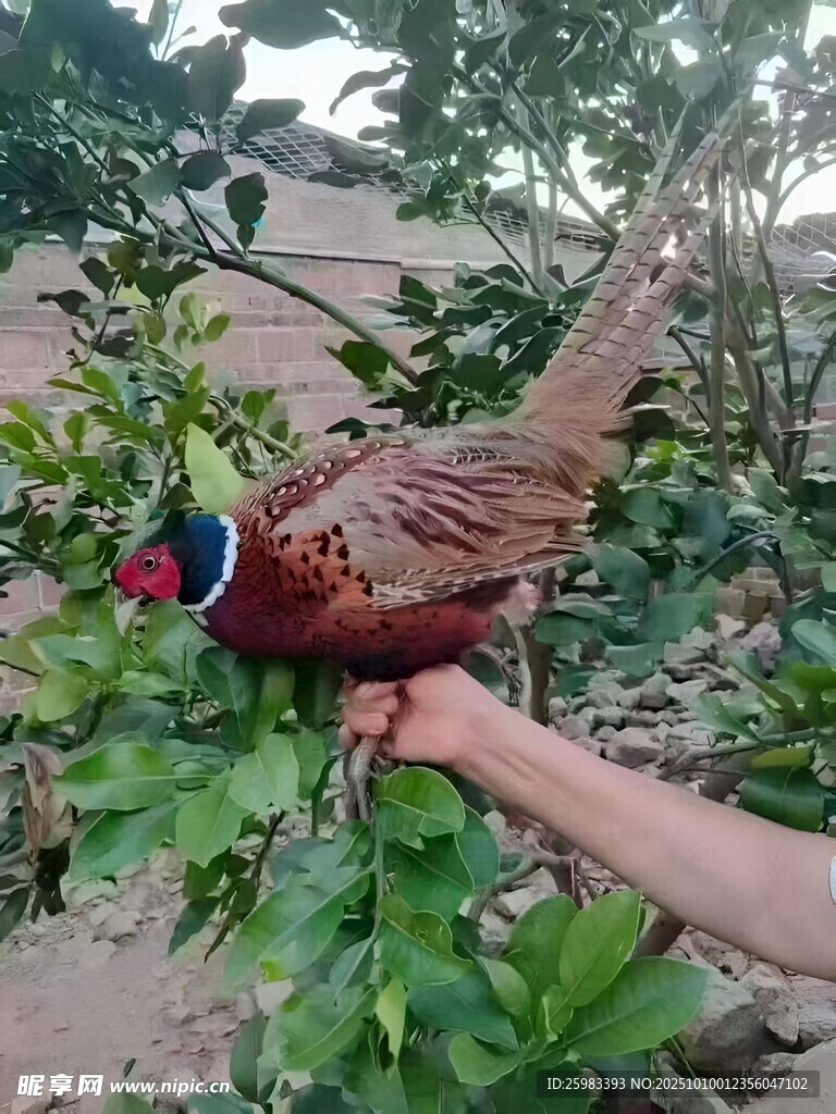 野鸡
