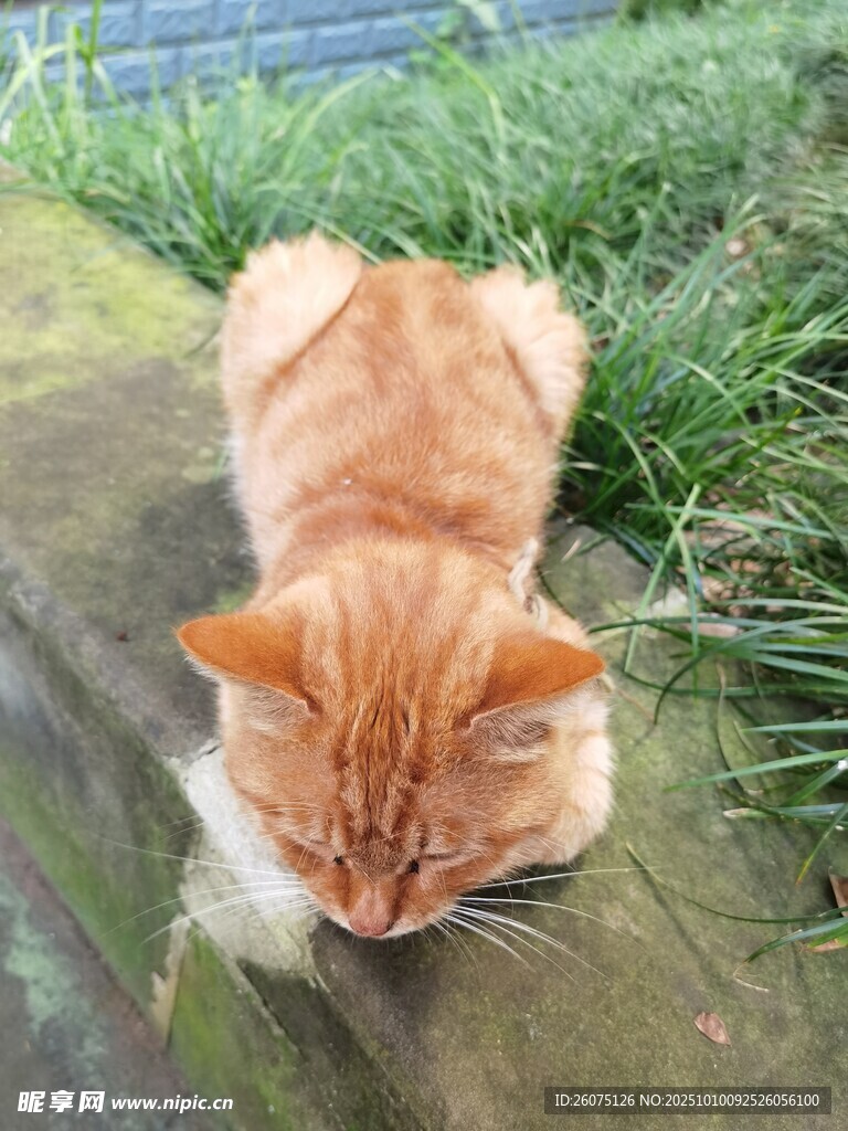 橘猫趴卧在绿植旁
