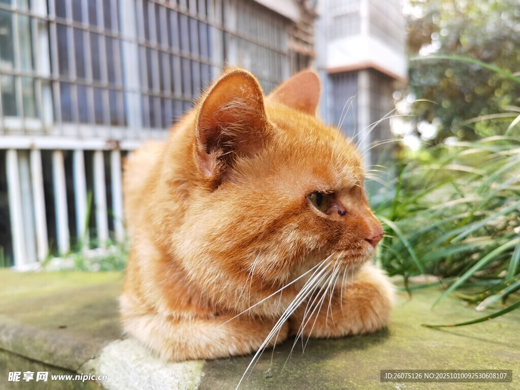 橘猫悠闲趴坐户外