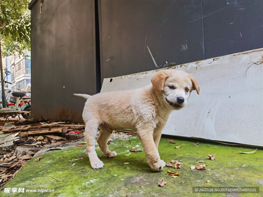 可爱小狗立于青苔地面