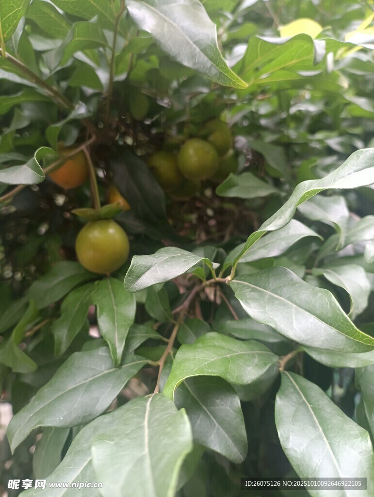 树上挂满青黄相间的果实