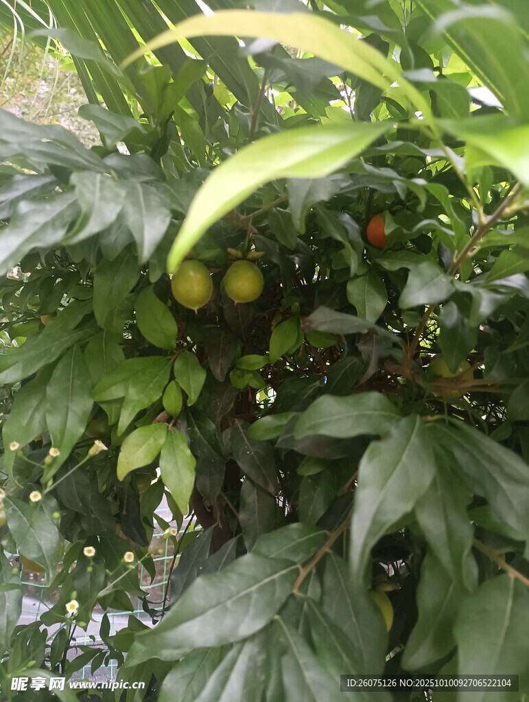 绿叶间的黄澄澄果实