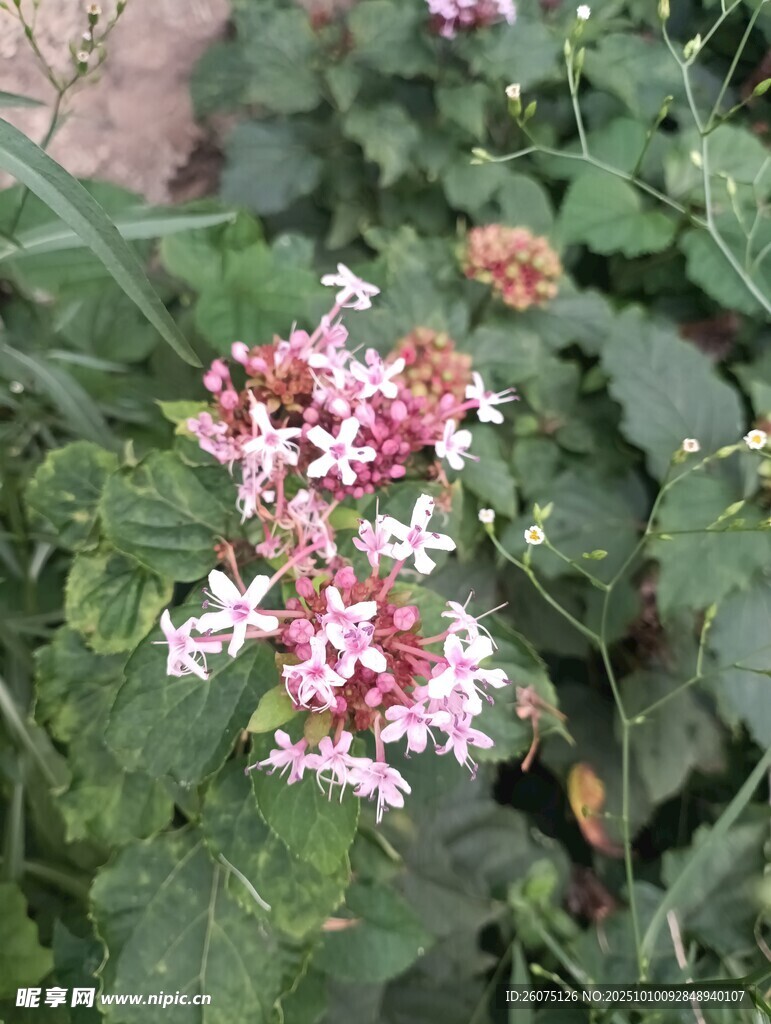 粉色小花绽放绿叶间