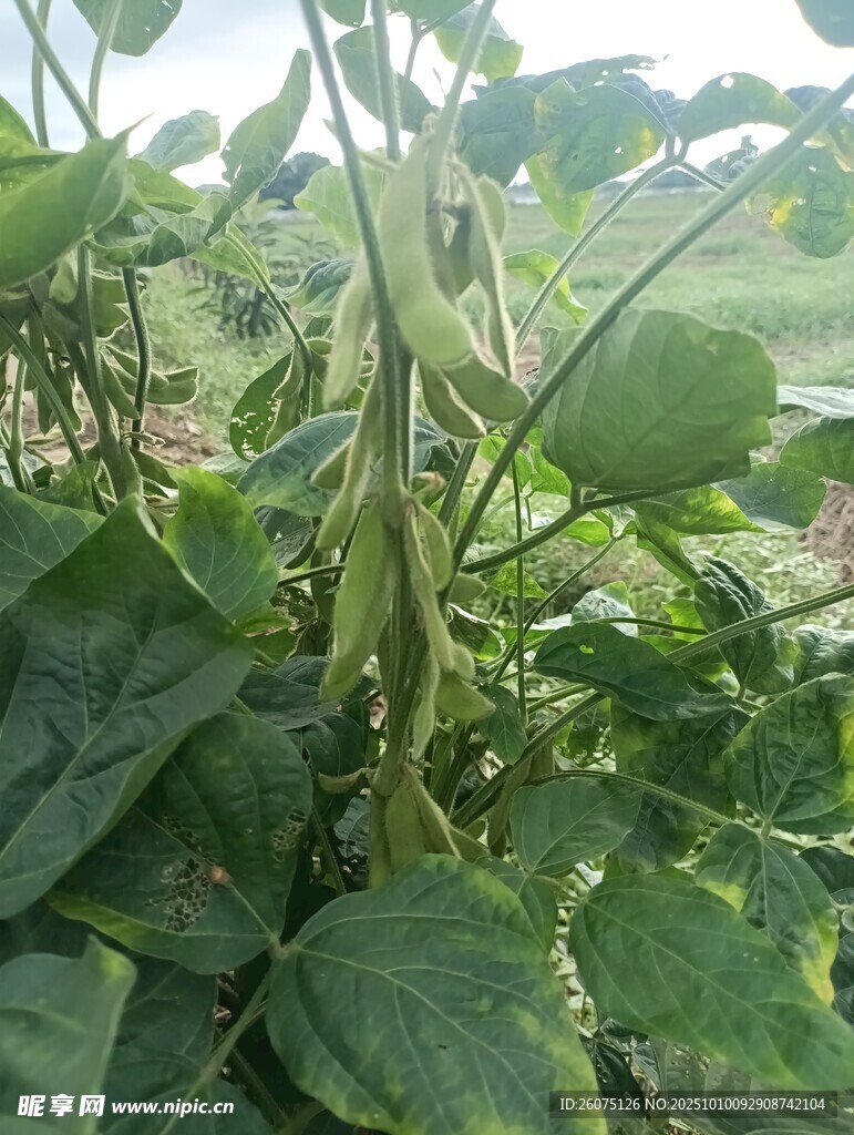 田间生长的茂盛豆角植株
