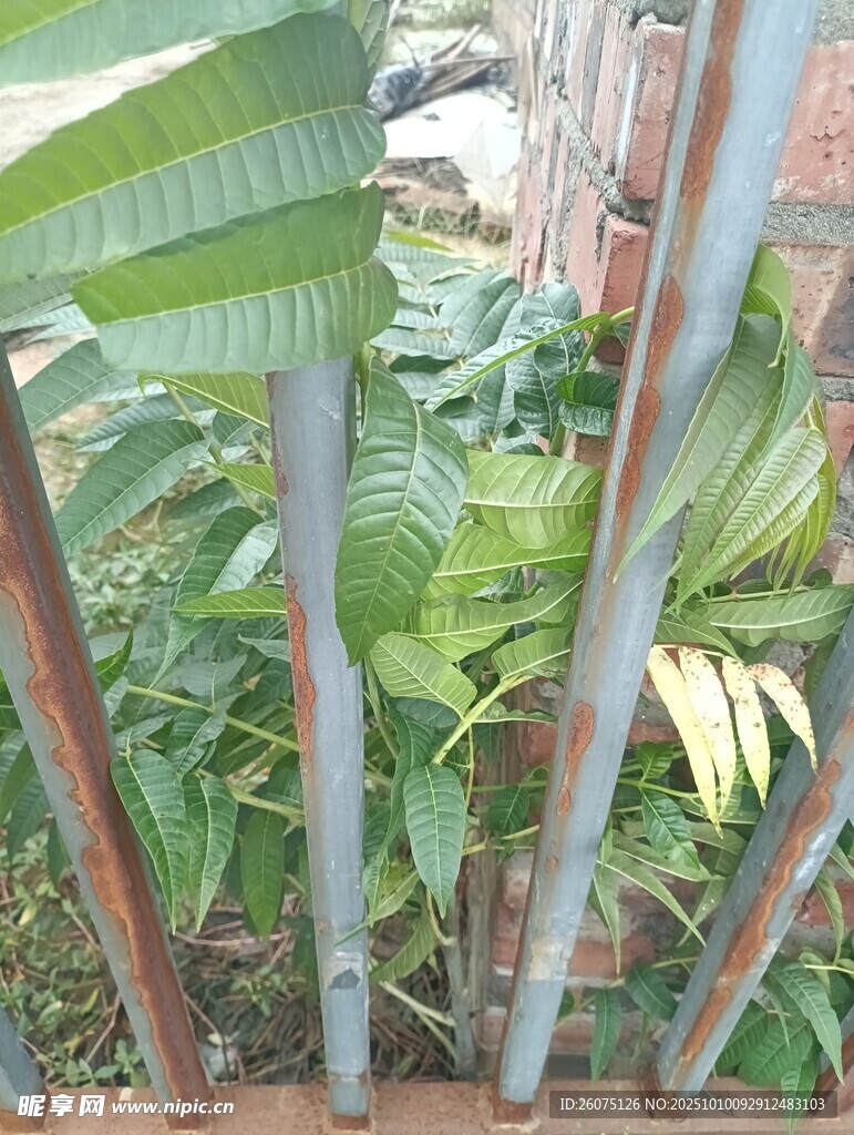 铁栏后的翠绿植物