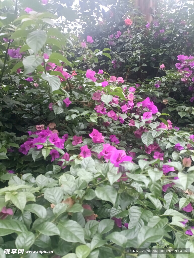 繁茂三角梅绽放绿叶间