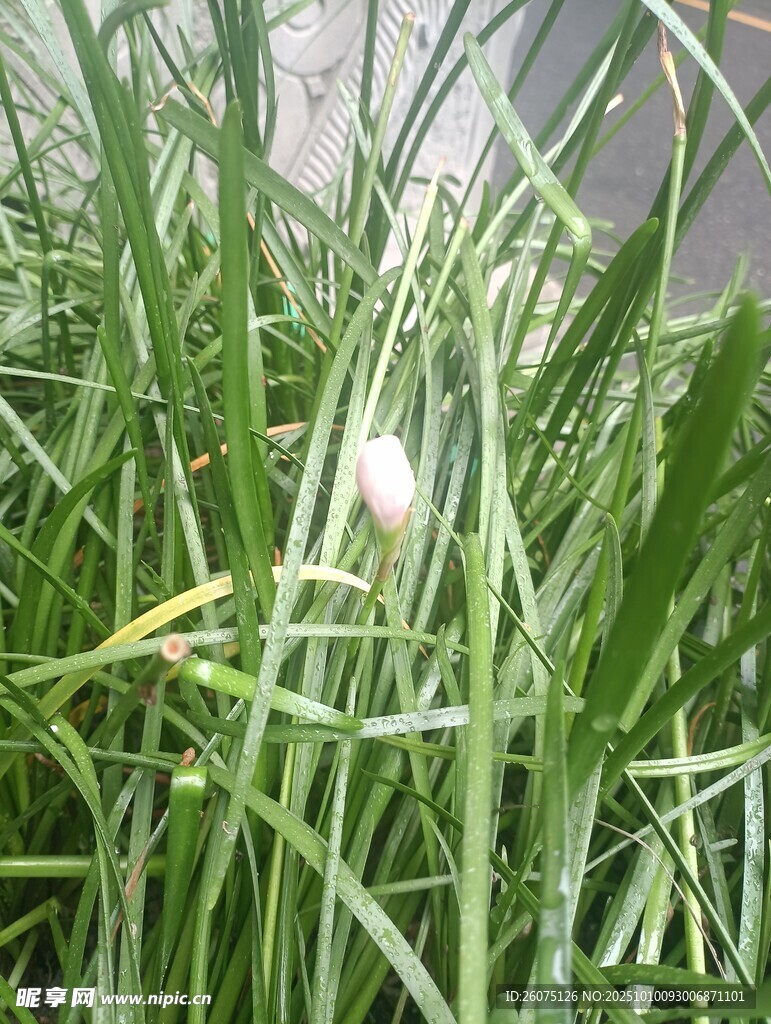 草丛中的白色蒲公英