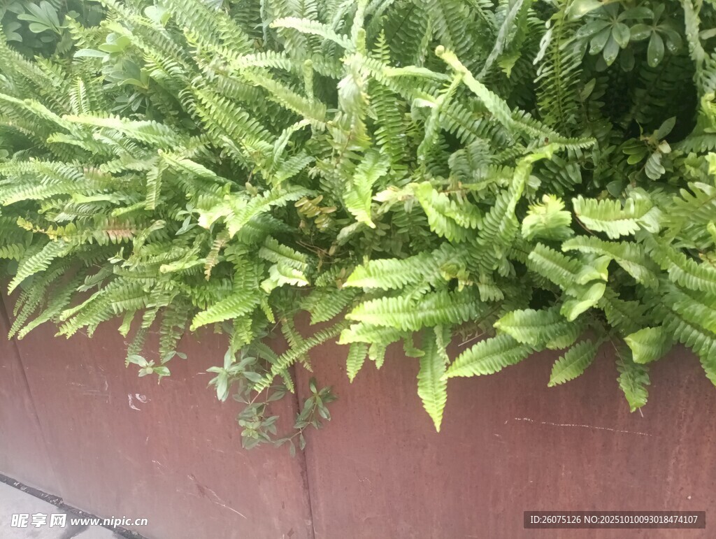 墙边翠绿植物生机勃勃