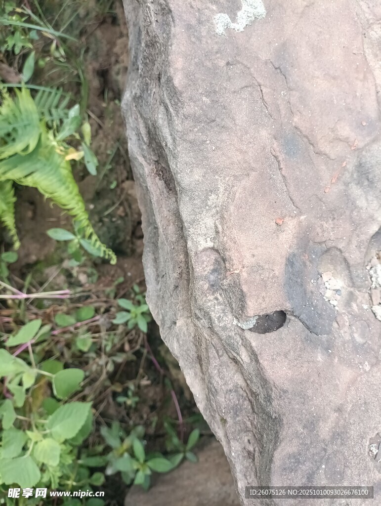 岩石旁的绿植