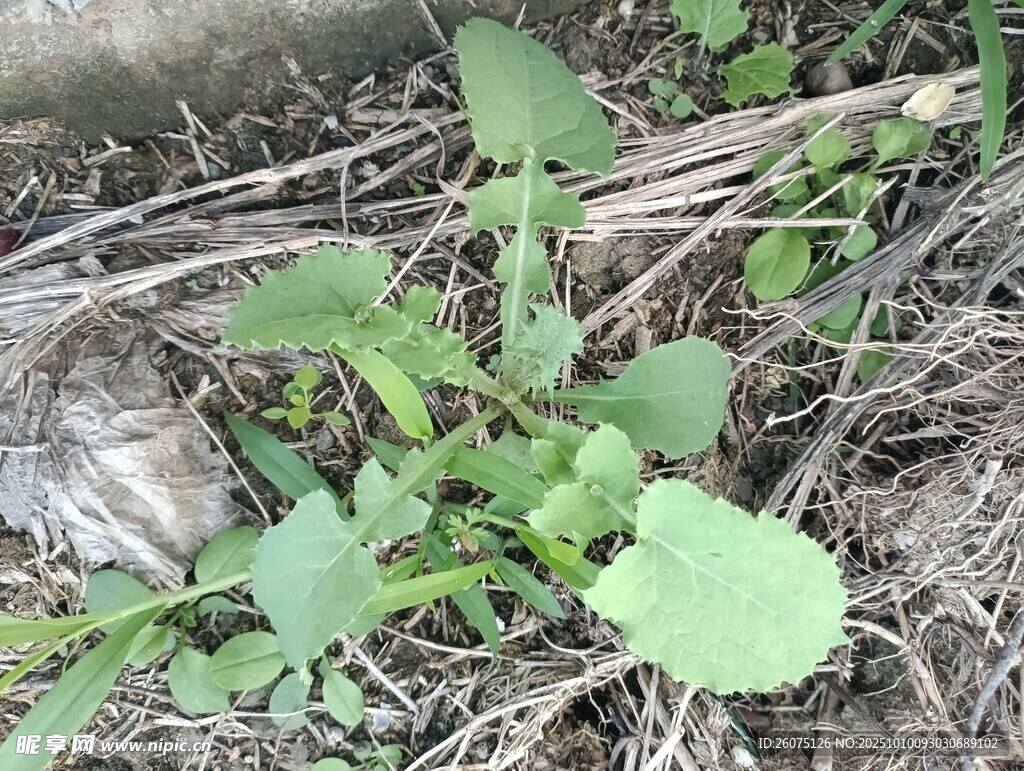 野外生长的嫩绿植物