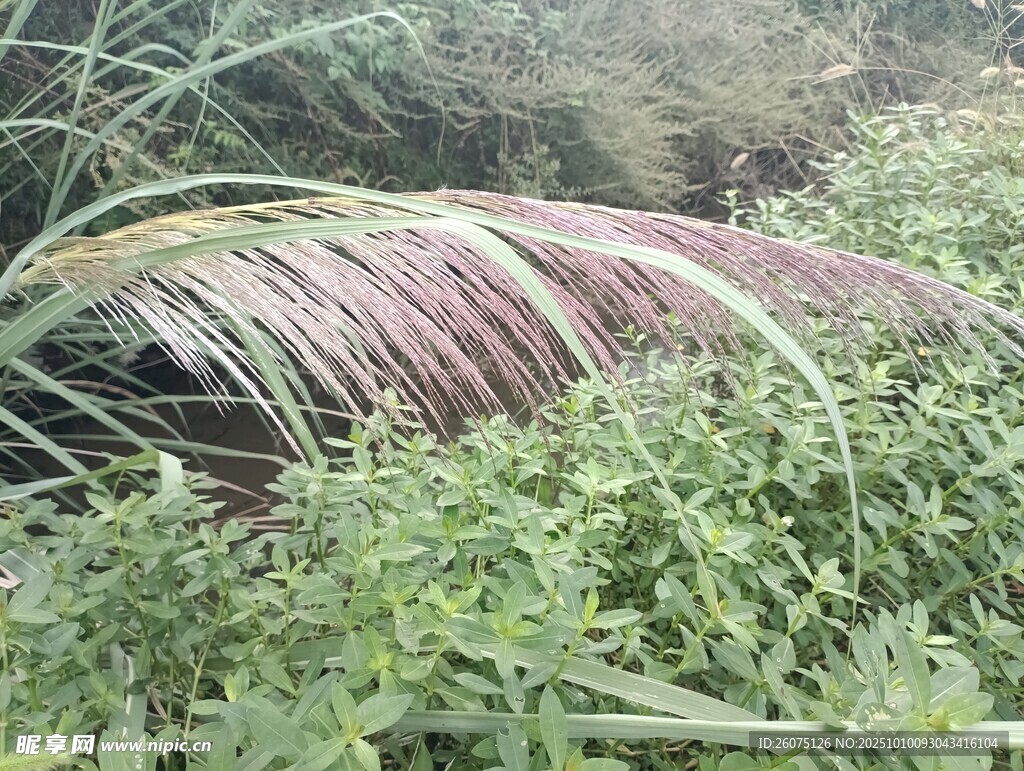 倒伏在草丛中的棕榈叶