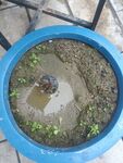 蓝色盆中绿植与小物件