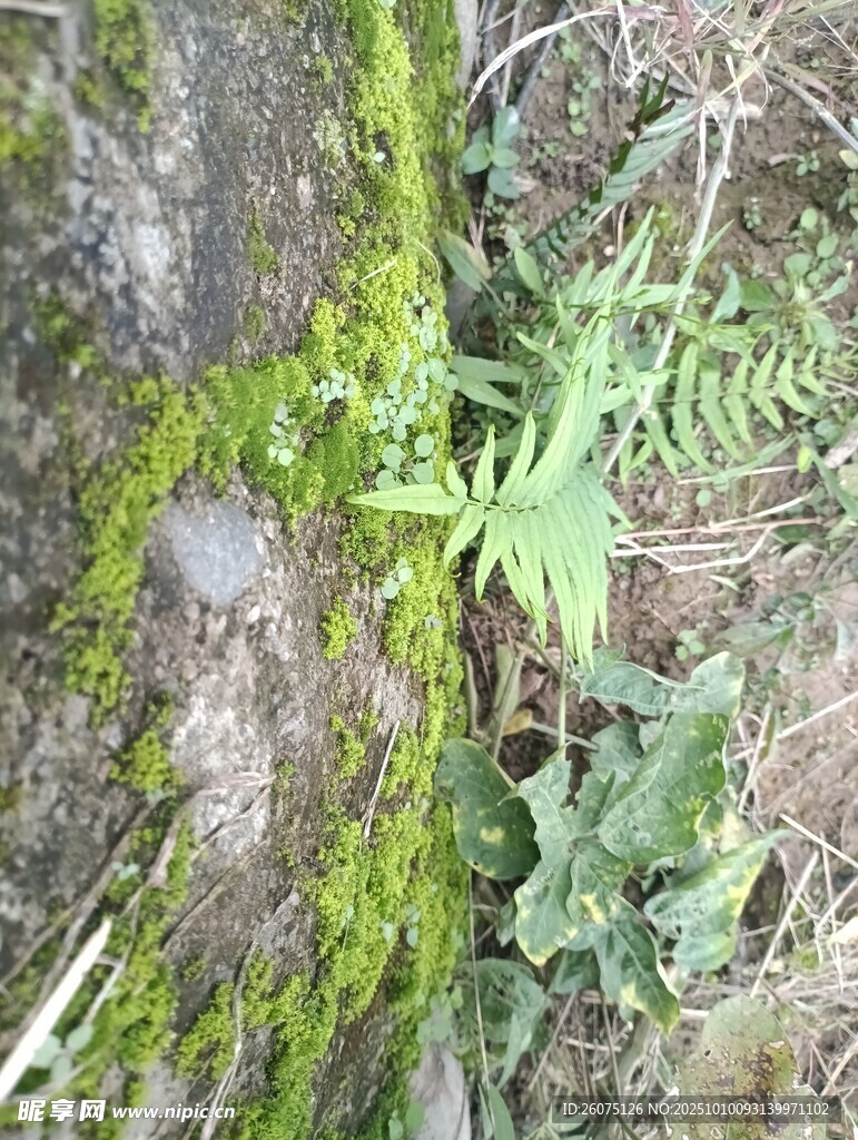 树干旁的蕨类与苔藓植物