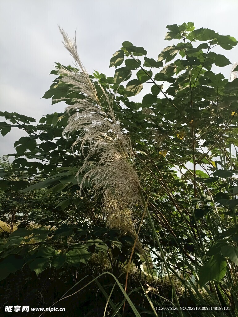 风中摇曳的蓬松荻花