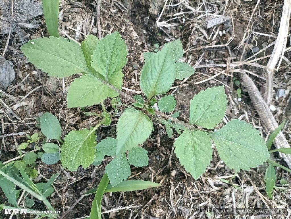 地面上的嫩绿植物