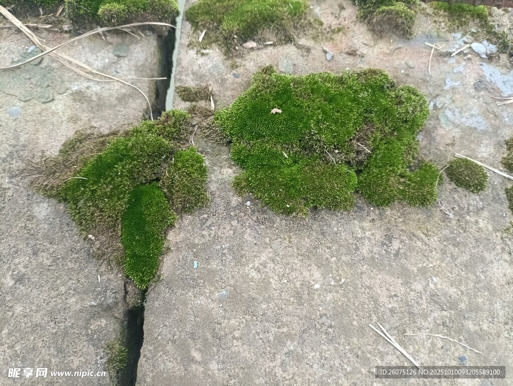 石板缝隙中的翠绿苔藓