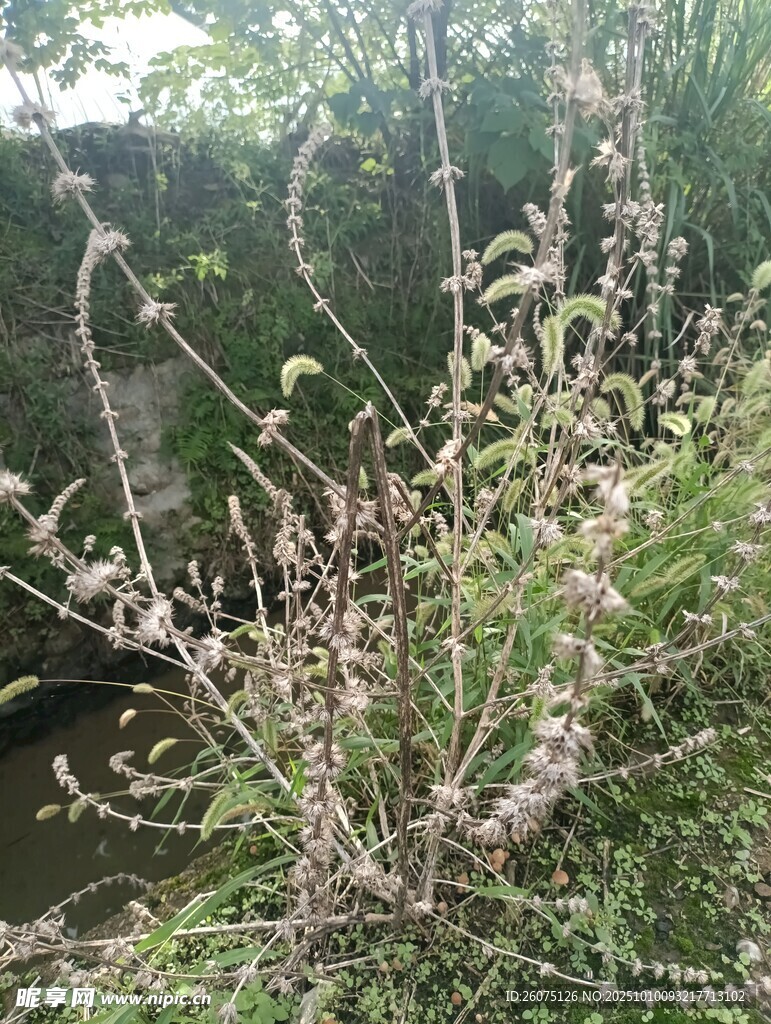 野外枯萎植物景象
