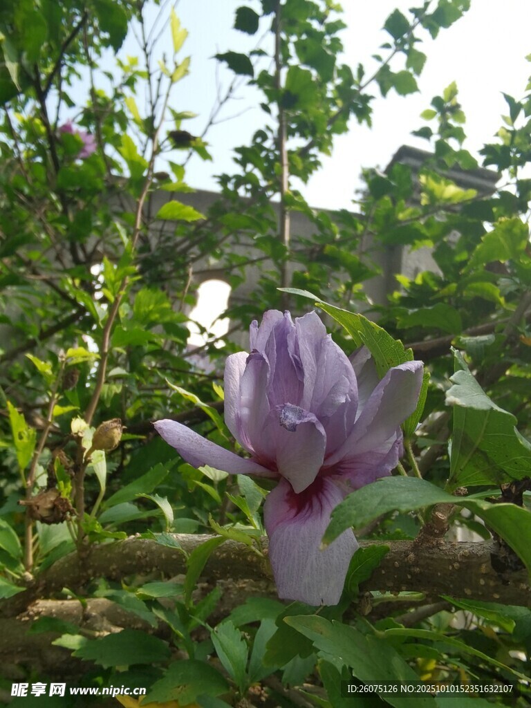 紫色花朵绽放于绿植间