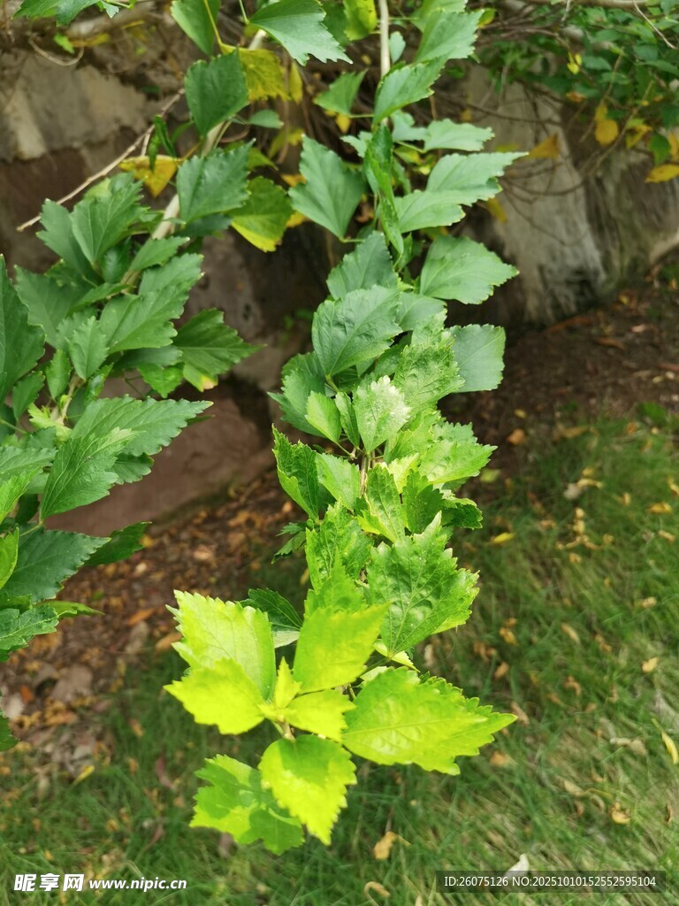庭院中生长的翠绿植物
